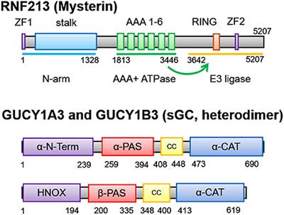 RNF213 and GUCY1A3 in Moyamoya Disease: Key Regulators of Metabolism, Inflammation, and Vascular Stability